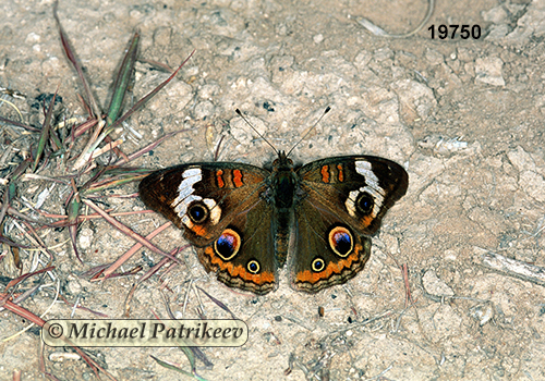 Junonia coenia